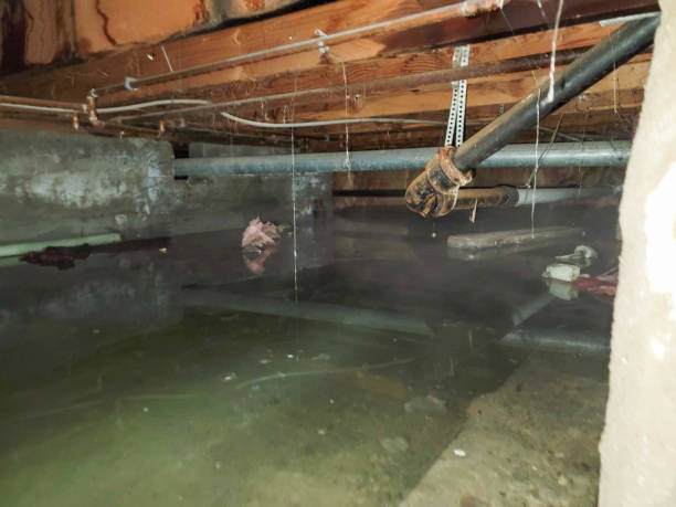Best Water damage restoration near me  in Ovid, MI