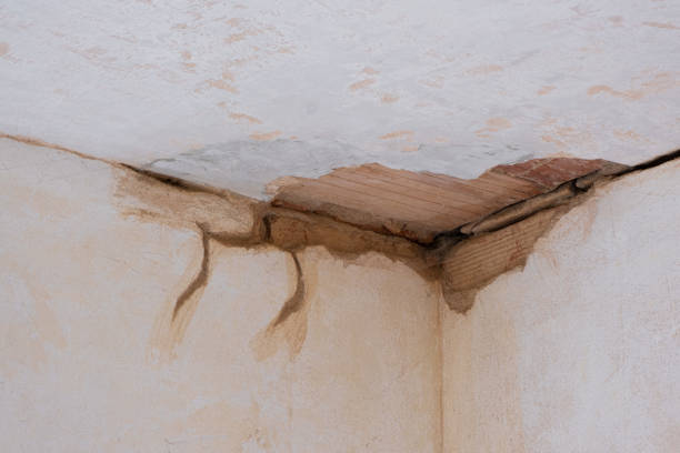 Best Water damage restoration mold remediation  in Ovid, MI
