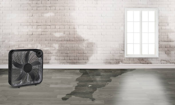 Best Professional water damage repair  in Ovid, MI