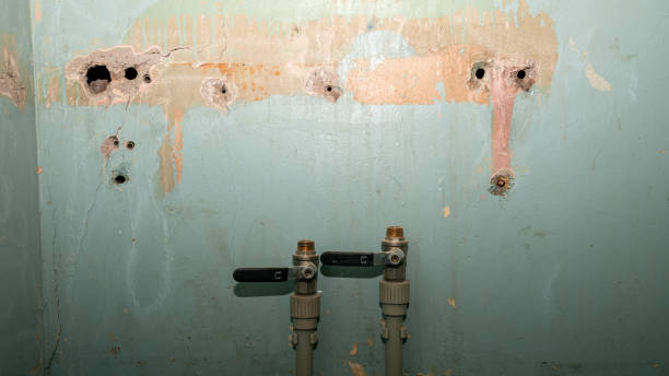 Best Basement water damage restoration  in Ovid, MI